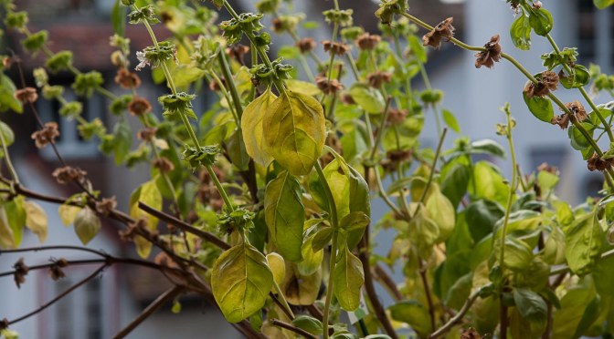 Warum wird Basilikumpesto braun ? Ein Experiment