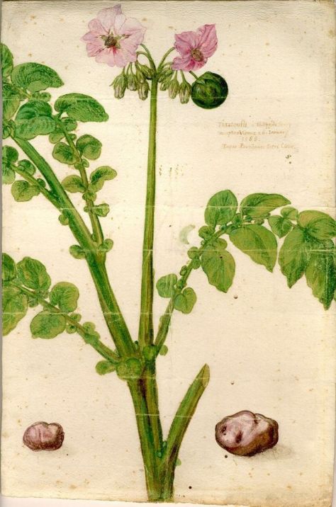Aquarelle_de_Clusius_représentant_un_plant_de_Taratouffli_(1588)