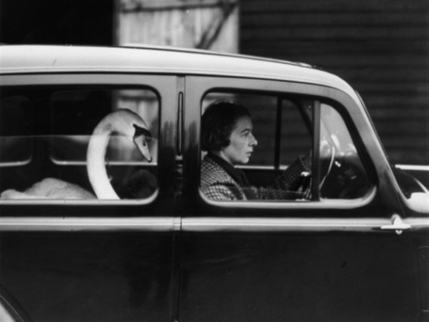 Swan In a Car, 1936, William Vanderson