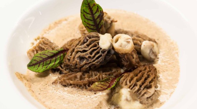 Morcheln. Morcheln. Morcheln.