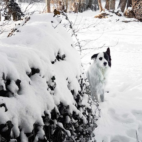 jura-20170106_153309