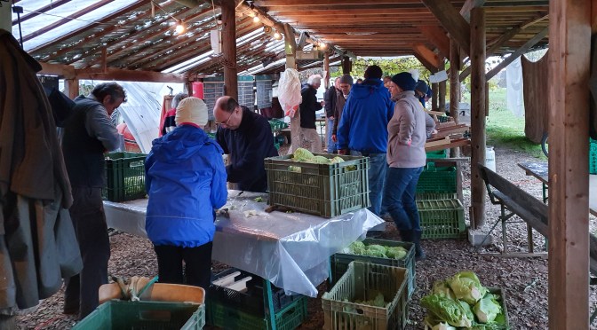 Kohl-Lasagne aus dem Komposthaufen