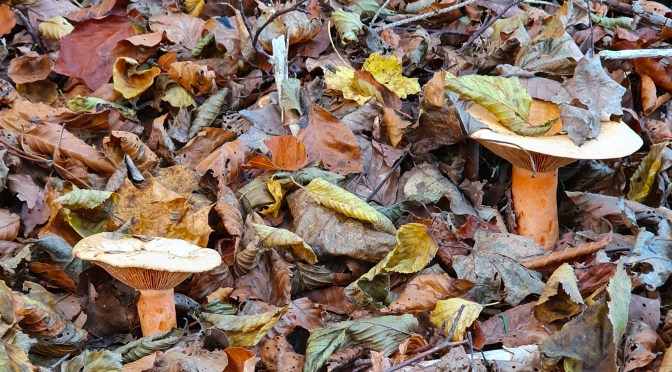 Die letzten Pilze. Ein Rückblick.