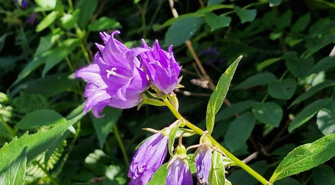 Auf der Suche nach einer verlorenen Glockenblume