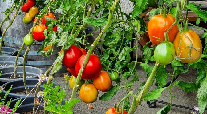 Spaghetti al pomodoro Carlo Cracco