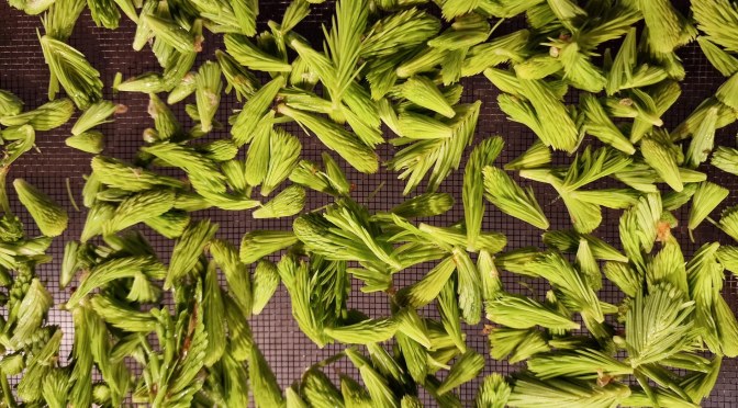 Risotto mit Tannenspitzen