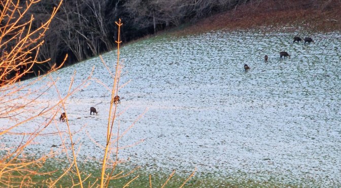 Sorghum-Risotto mit Lachs