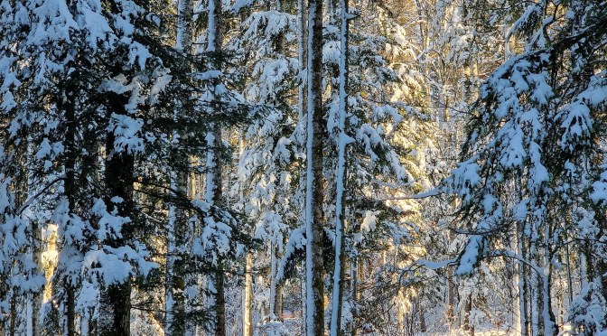 Schnelle Gemüserösti