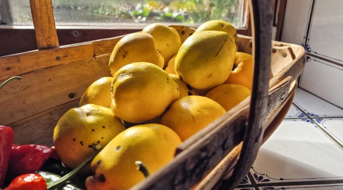 Gefrierkonzentration am Beispiel Quitte